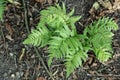 Prickly Holly Fern Polystichum rigens in a shadow garden Royalty Free Stock Photo